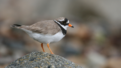 plover ringed